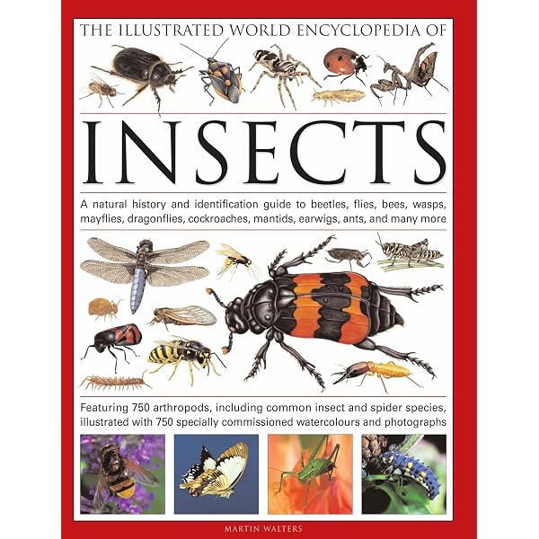 Complete Illustrated World Encyclopedia of Insects : Walters